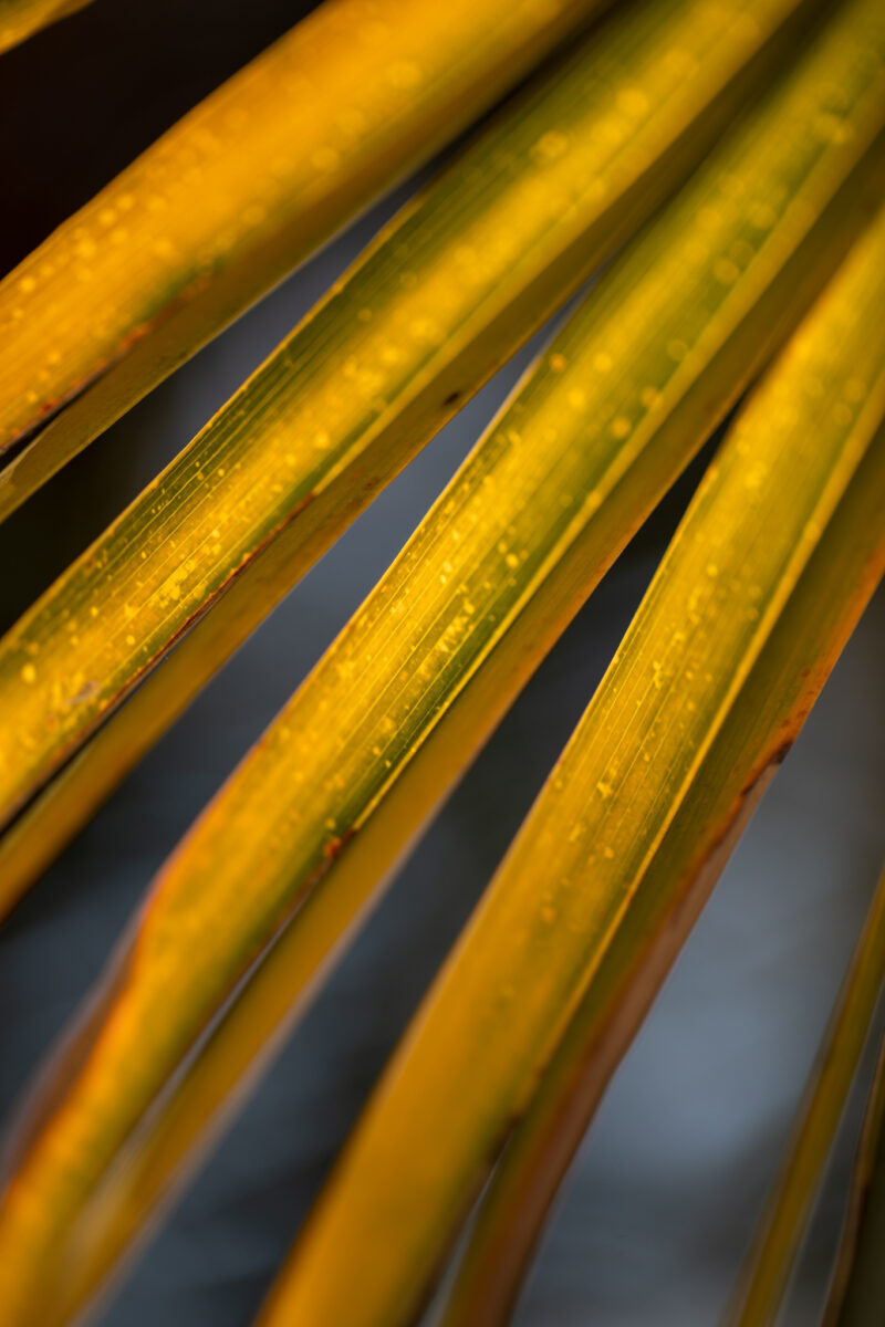 Alain Llorca, Jean Michel Llorca – Maison Alain Llorca * - Saint Paul de Vence