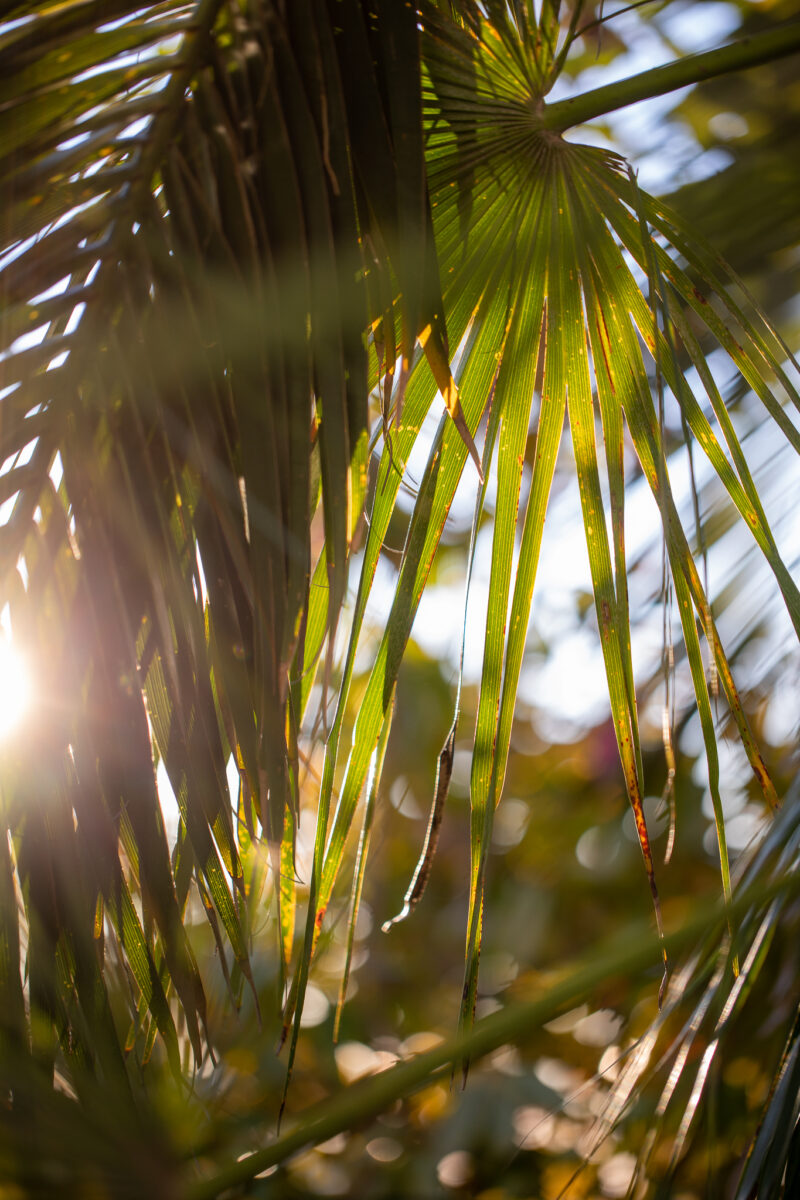 Alain Llorca, Jean Michel Llorca – Maison Alain Llorca * - Saint Paul de Vence