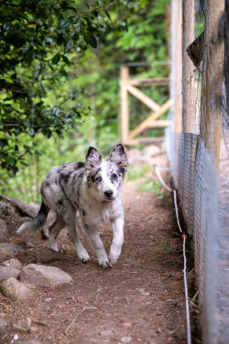 Ferme Jean des Houx - Sapois