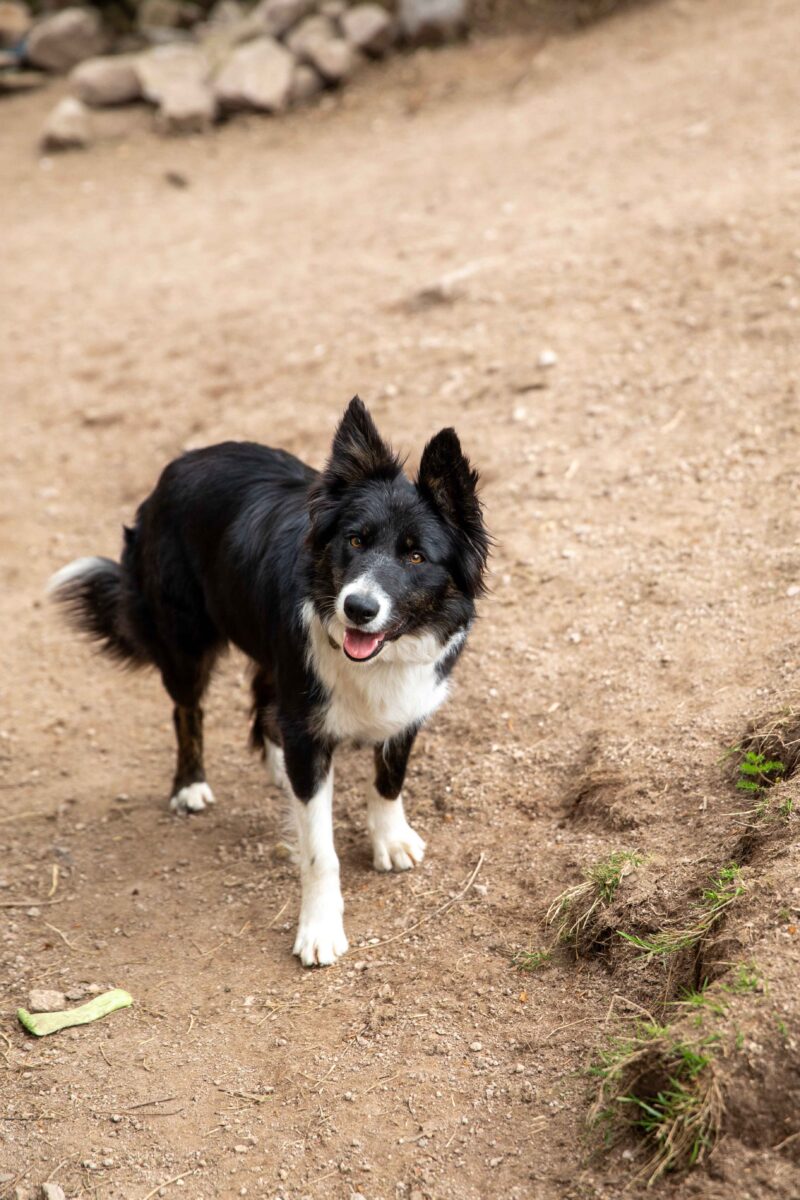 Ferme Jean des Houx - Sapois
