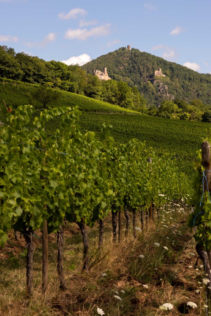 Domaine Eblin Fuchs - Alsace